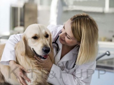 Do you Know how to Care for your Sterilised Pet?