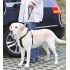 Οδηγός Σκύλου Trixie Κοντός για Ζώνη Ασφάλειας Αυτοκινήτου Universal 27cm / 45mm Μαύρος