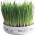 Ceramic bowl for cat grass, ? 15 ? 4 cm, 50 g