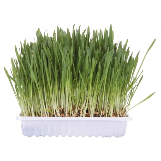 Cat grass, bowl/approx. 100 g